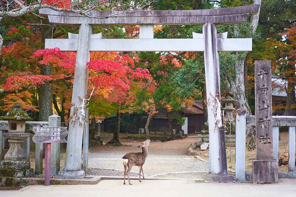 Nara, Japón.